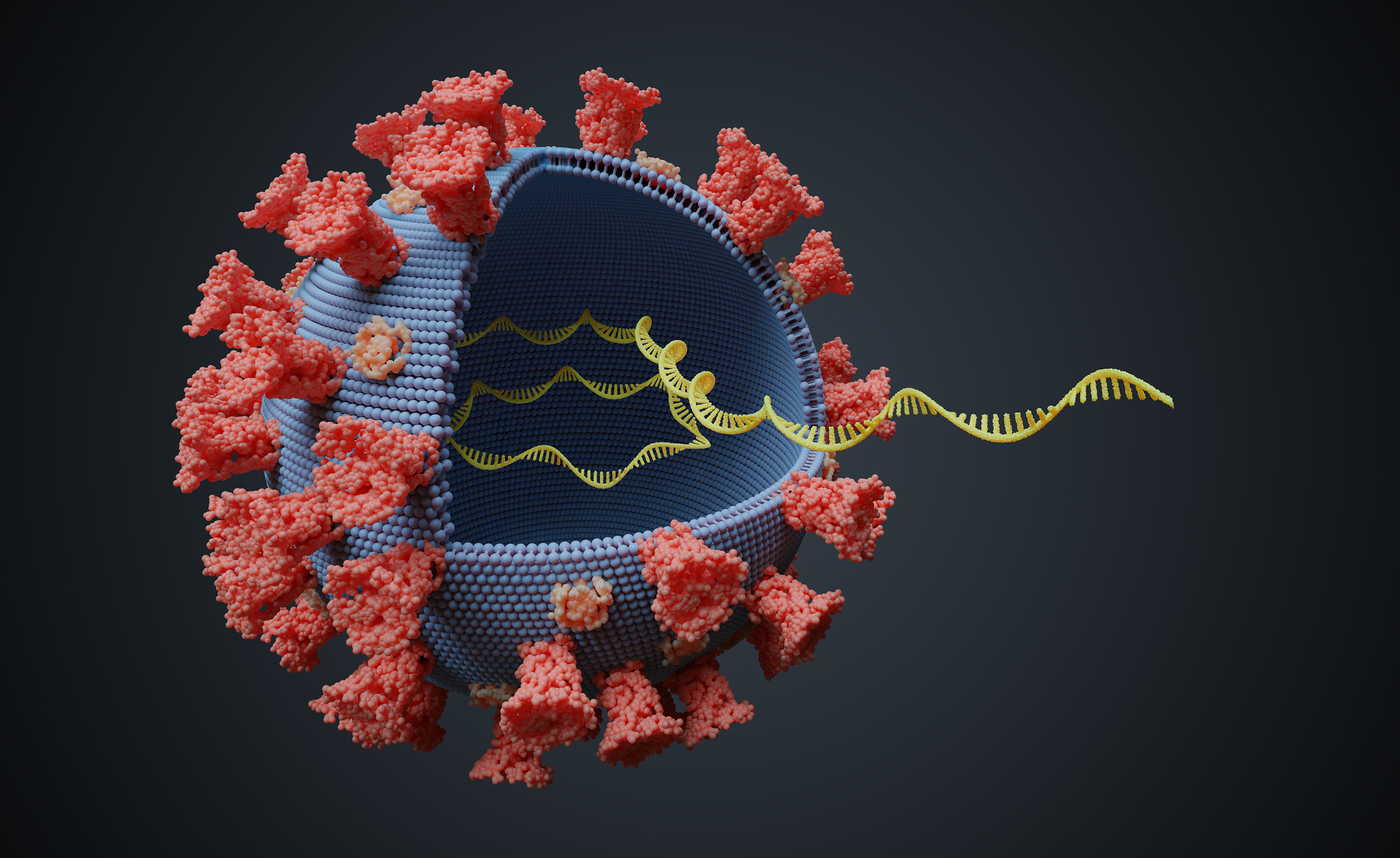Virus avec molécule d’ARN à l’intérieur - iStock