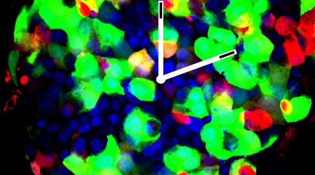 ©UNIGE, Dibner Lab. A Langerhans Islet with insulin-producing cells (in green), and glucagon-producing cells (in red). Cell nuclei in blue.
